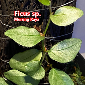 Ficus sp Murung Raya